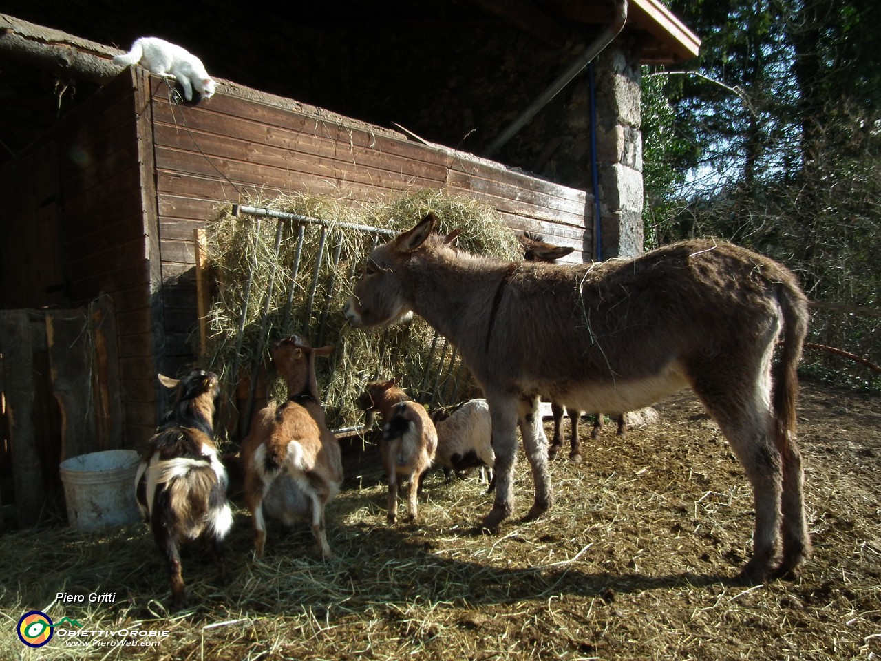 08 asinelli, caprette, micetto di guardia....JPG